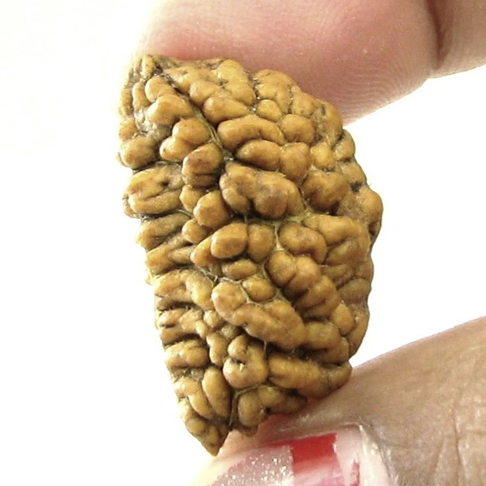 1 Mukhi Rudraksha Natural Real Seed – Sacred Shiva Spiritual Gift - Image 2