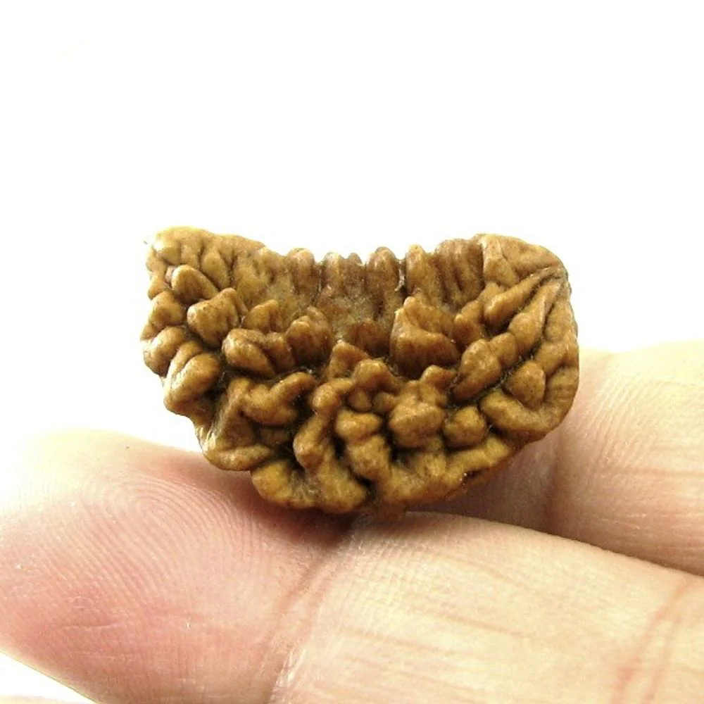 1 Mukhi Rudraksha Natural Real Seed – Sacred Shiva Spiritual Gift - Image 3