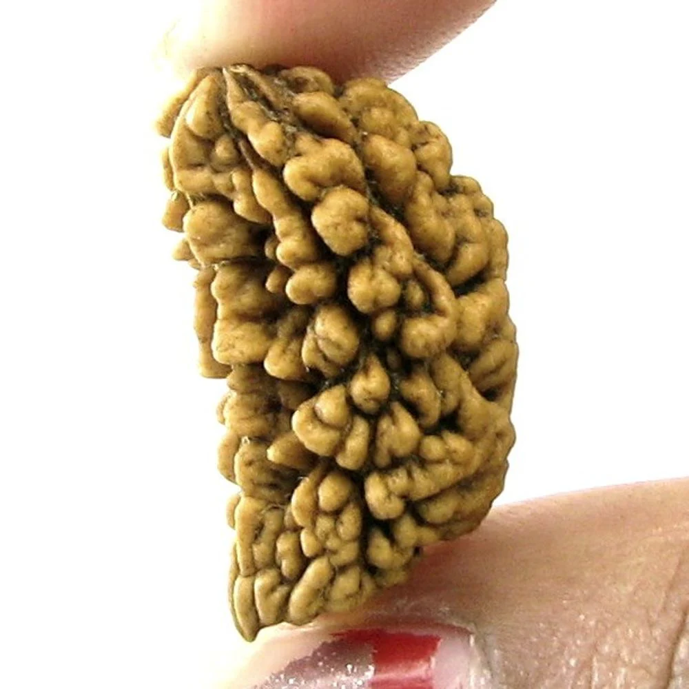 Ek Mukhi Rudraksha (1 Face) – Natural Original Bead, Shiva Religious Gift - Image 2