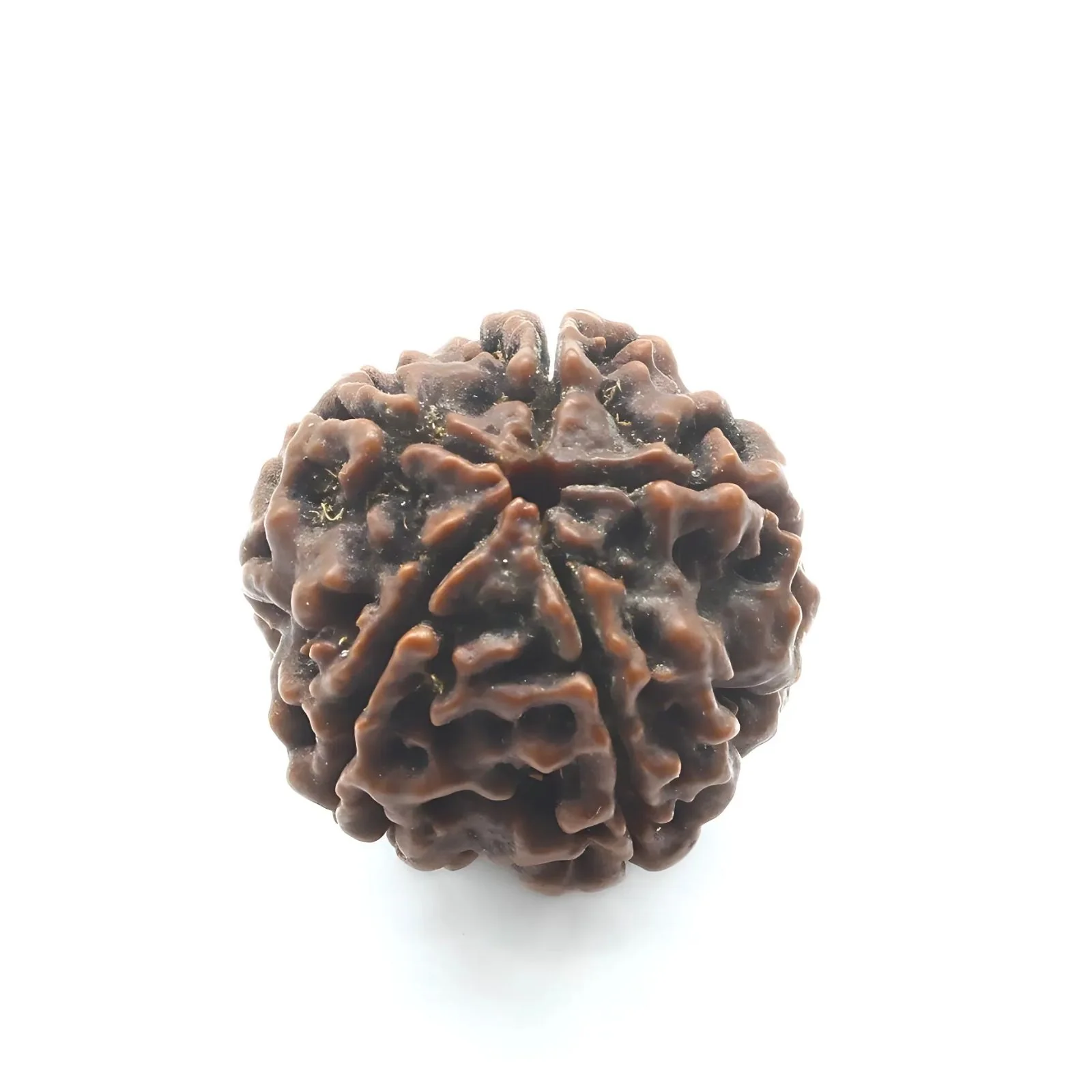 Natural 5 Mukhi Rudraksha (Five Face) – Real Sacred Seed - Image 3