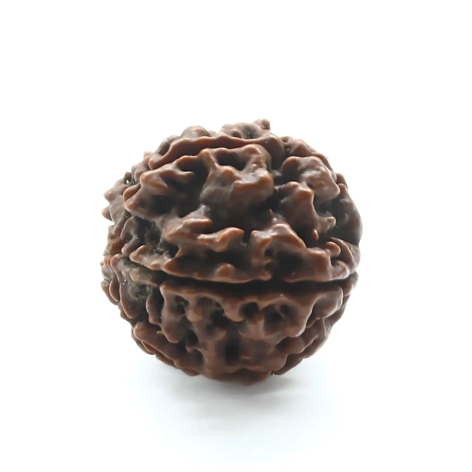Natural 5 Mukhi Rudraksha (Five Face) – Real Sacred Seed - Image 4